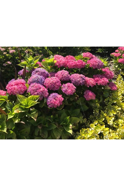 Квітка Hydrangea Macrophylla Hornli на фоні зеленого листя